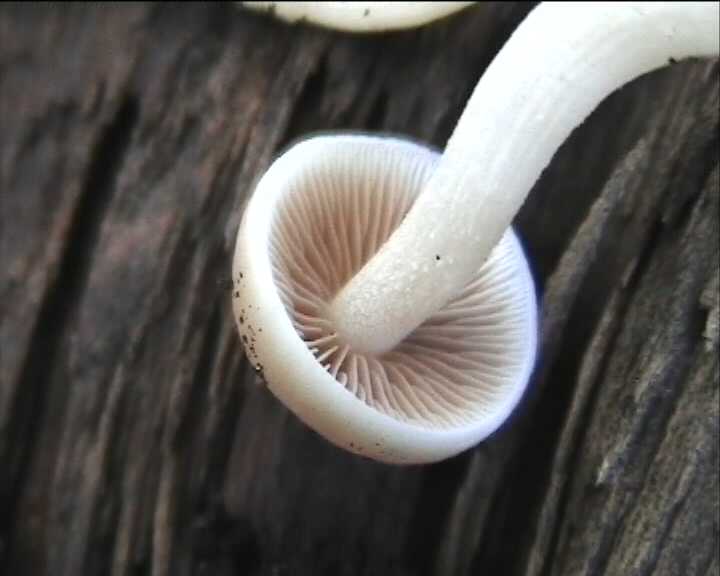 Psathyrella cernua   ( Vahl.:Fr. )  Hirsch